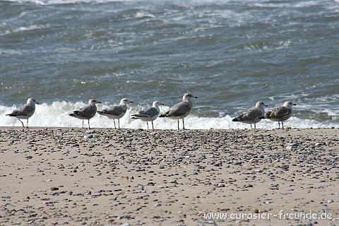 (Foto Goslar)_daenemark_2010_IMG_0210_Strand_Husby_Klit.jpg - ... und solche ....